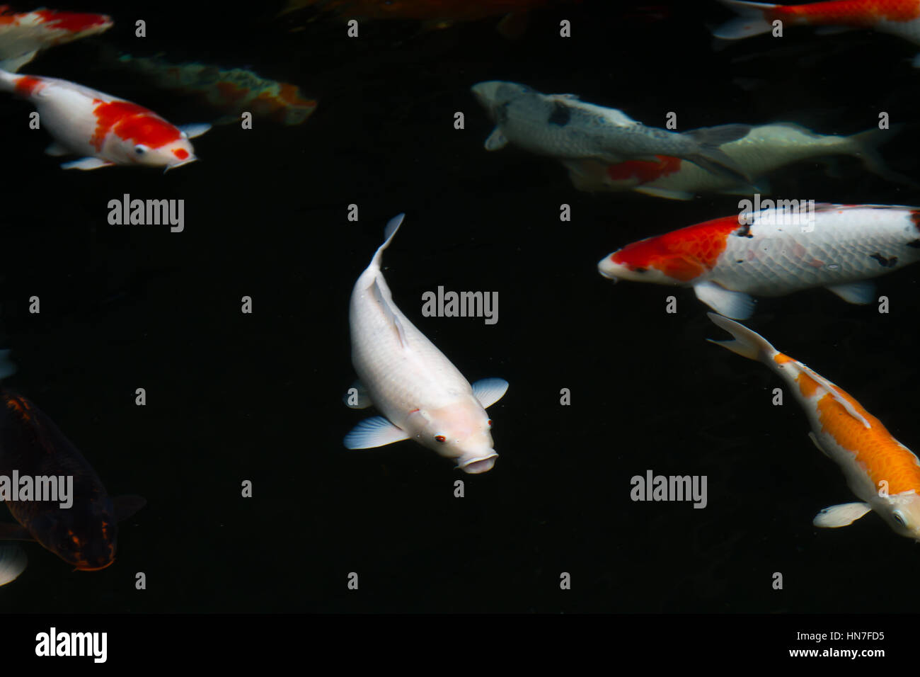 Rufen Sie Japan Fisch Karpfen oder Koi Fische, bunte schwimmend im Teich Stockfoto