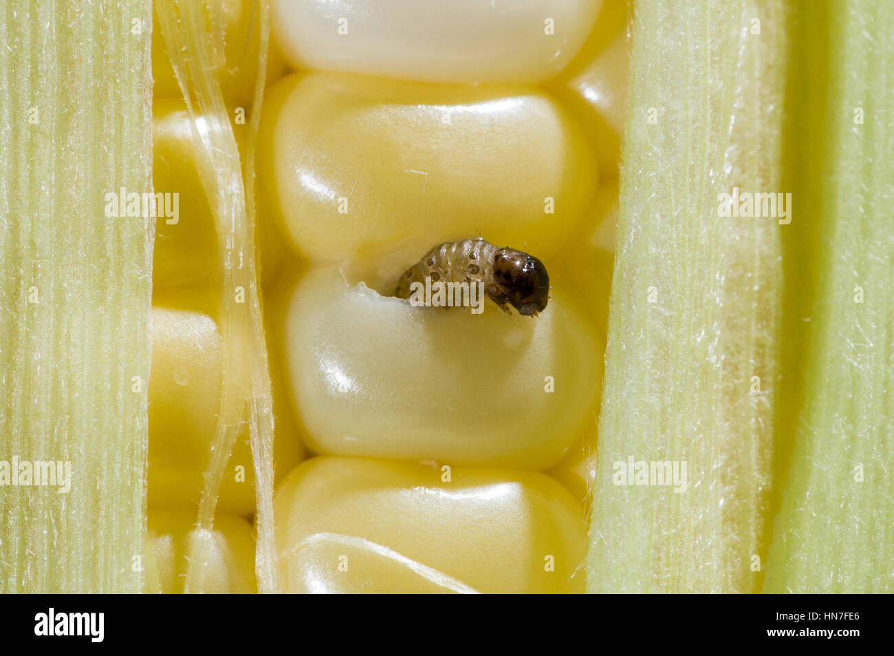 Vadnais Heights, Minnesota.  Larve Maiszünsler Ostrinia Nubilalis, kauen seinen Weg durch ein Ohr von Mais. Stockfoto