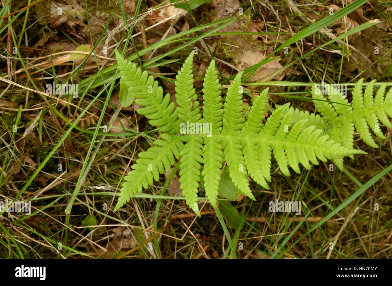 Buche-Farn, Phegopteris connectilis Stockfoto