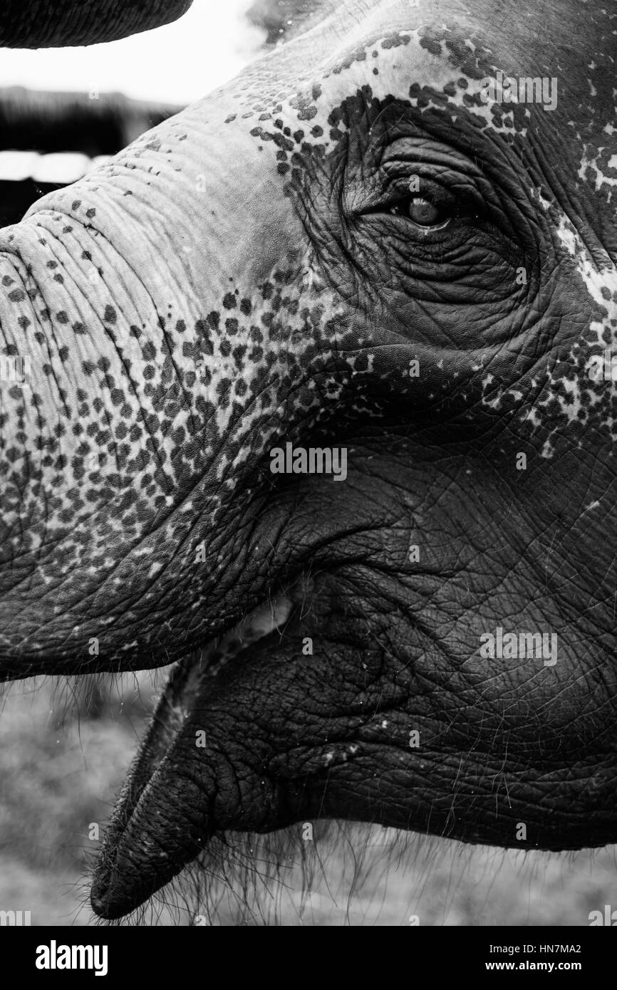 Closeup Schuss Elefant öffnen Mund Stockfoto
