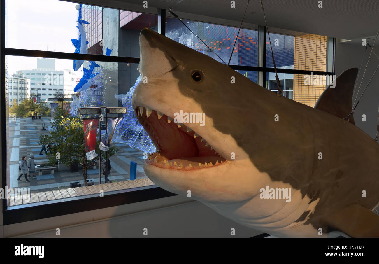 Wal, Hai, Haie, Fische, Meerestiere im Aquarium von Osaka, Japan, Asien Stockfoto