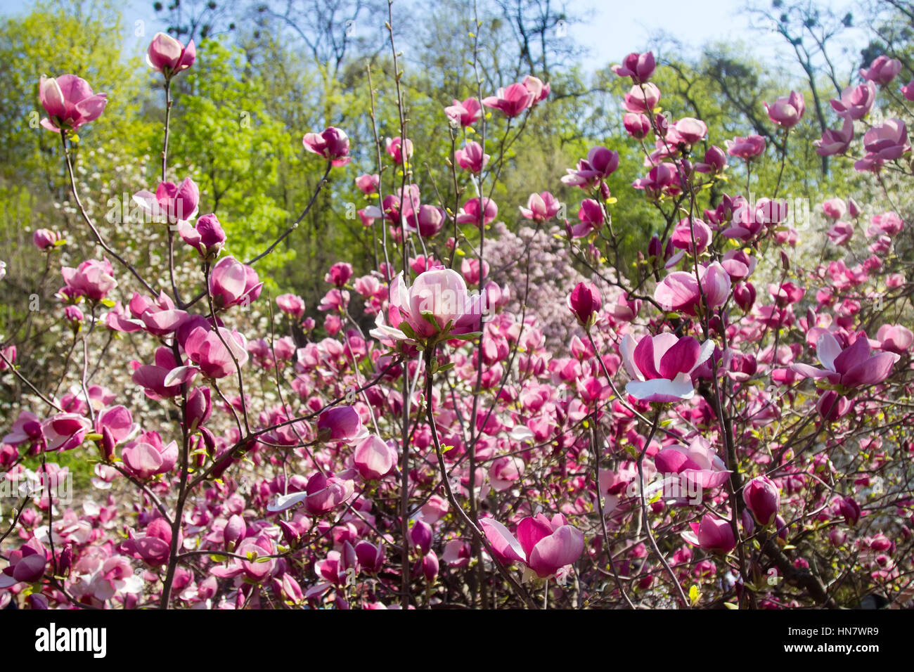 Schöne blühende Magnolien, Sinn des Frühlings. Stockfoto