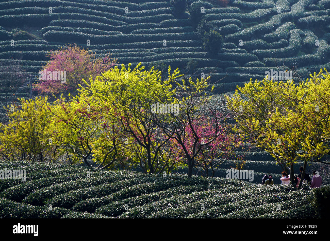 Longyan. 9. Februar 2017. Foto aufgenommen am 9. Februar 2017 zeigt Kirschblüten und Teeplantage in Yongfu Stadt Zhangping Stadt, Südost-China Fujian Provinz. Bildnachweis: Wei Peiquan/Xinhua/Alamy Live-Nachrichten Stockfoto