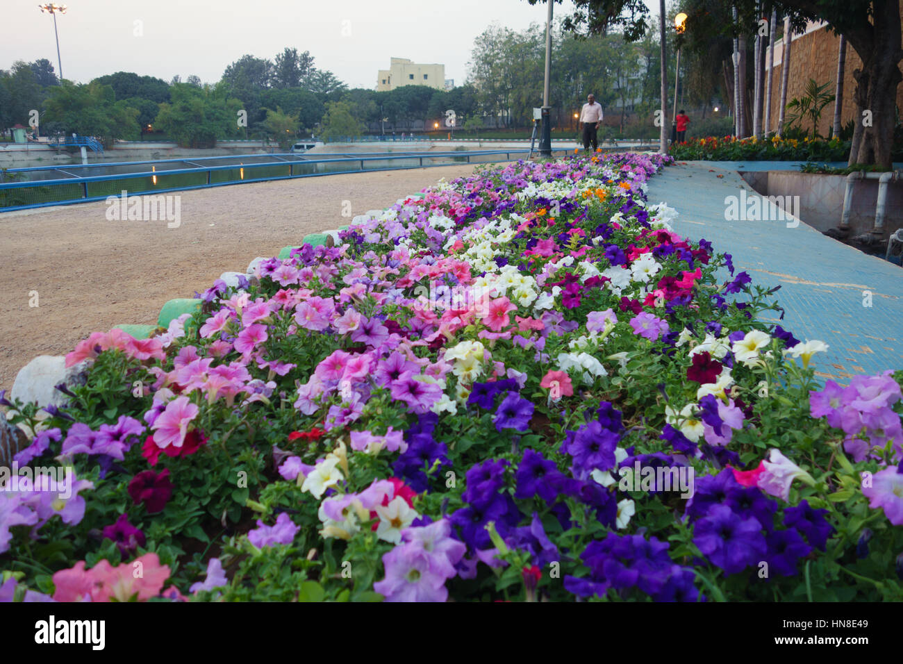 HYDERABAD, Indien - Februar 09,2017 Blumen in voller Blüte am Jalagam Vengal Rao Parken in Hyderabad, Indien Stockfoto