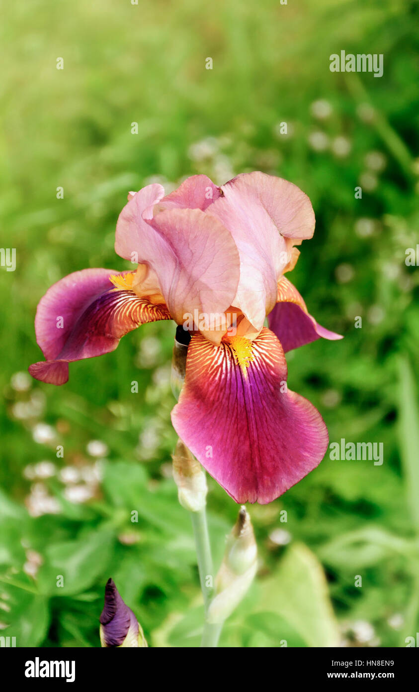 Iris Blume im Garten Stockfoto