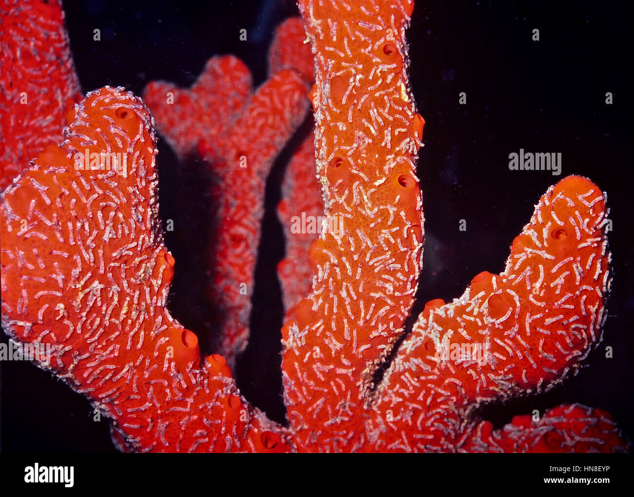 Schwämme (Latrunculia Magnifica) Feuer. Die Spezies schreckt Raubtiere durch produziert ein Toxin (Latruculin A) in den Geweben. Ägyptischen Roten Meer. Stockfoto