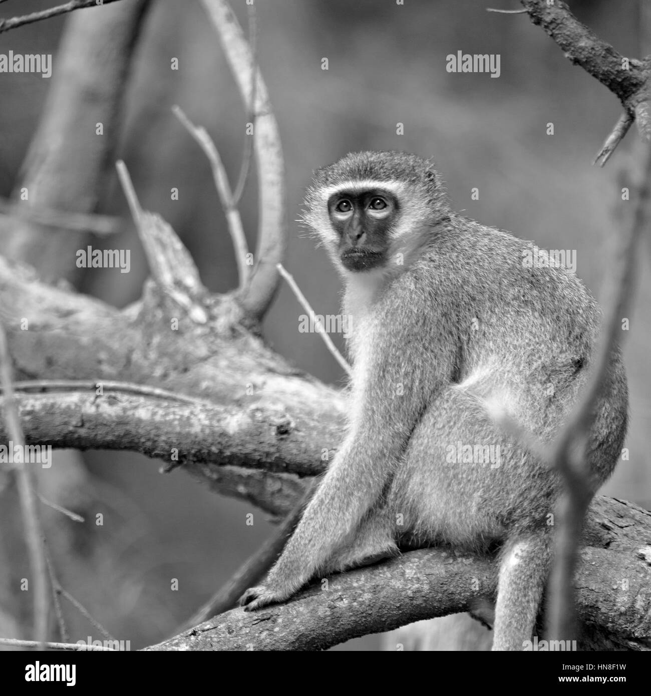 Unschärfe in Südafrika Kruger Wildlife Naturschutzgebiet und wilde Affen Stockfoto