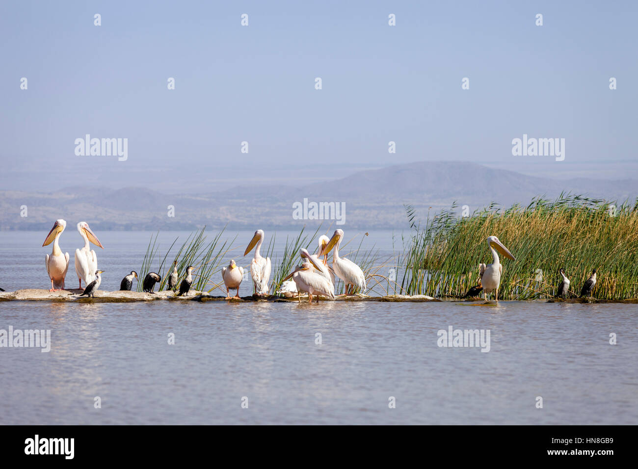 Pelikane am Ufer des Sees Ziway, Äthiopien Stockfoto