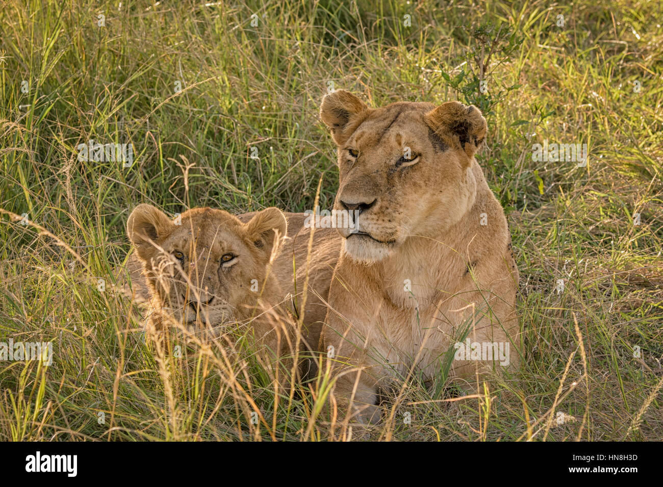 Wilde afrikanische Löwin mit jungen, Panthera Leo, liegen zusammen in die Masai Mara, Kenia, Afrika, Mutter mit Baby Löwe Stockfoto