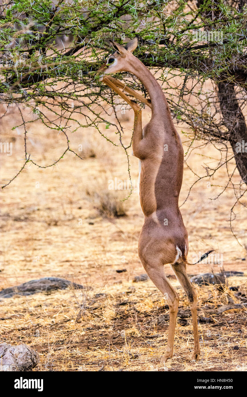 Gerenuk, Litocranius Walleri, manchmal genannt Gazelle Giraffe, stehend auf Hinterbeine zum Weiden von einem Baum, Buffalo Springs Game Reserve, Kenia Afrika Stockfoto