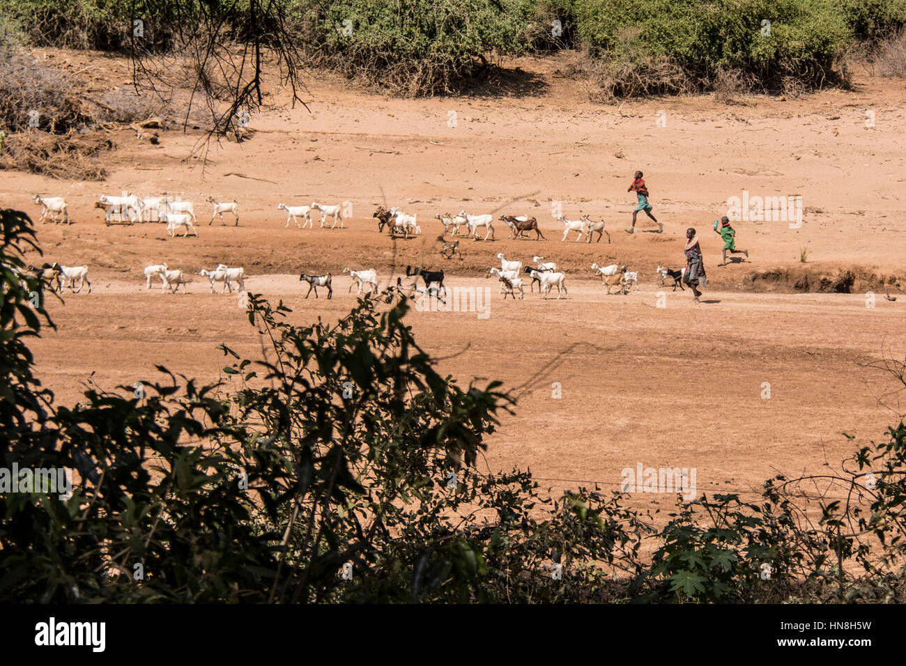 Samburu Massai Leben in Dörfern in der Nähe von der Buffalo Springs Game Reserve bringen ihre Herden weiden innerhalb des Reservats. Gebürtige Afrikaner Ziegen hüten. Stockfoto