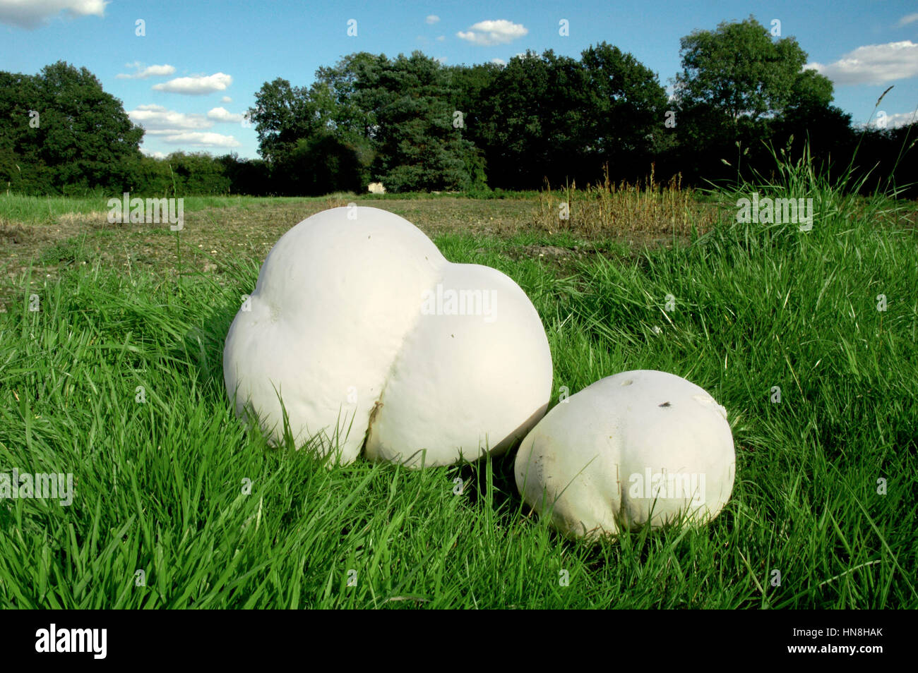 Giant Puffball - Calvatia gigantea Stockfoto