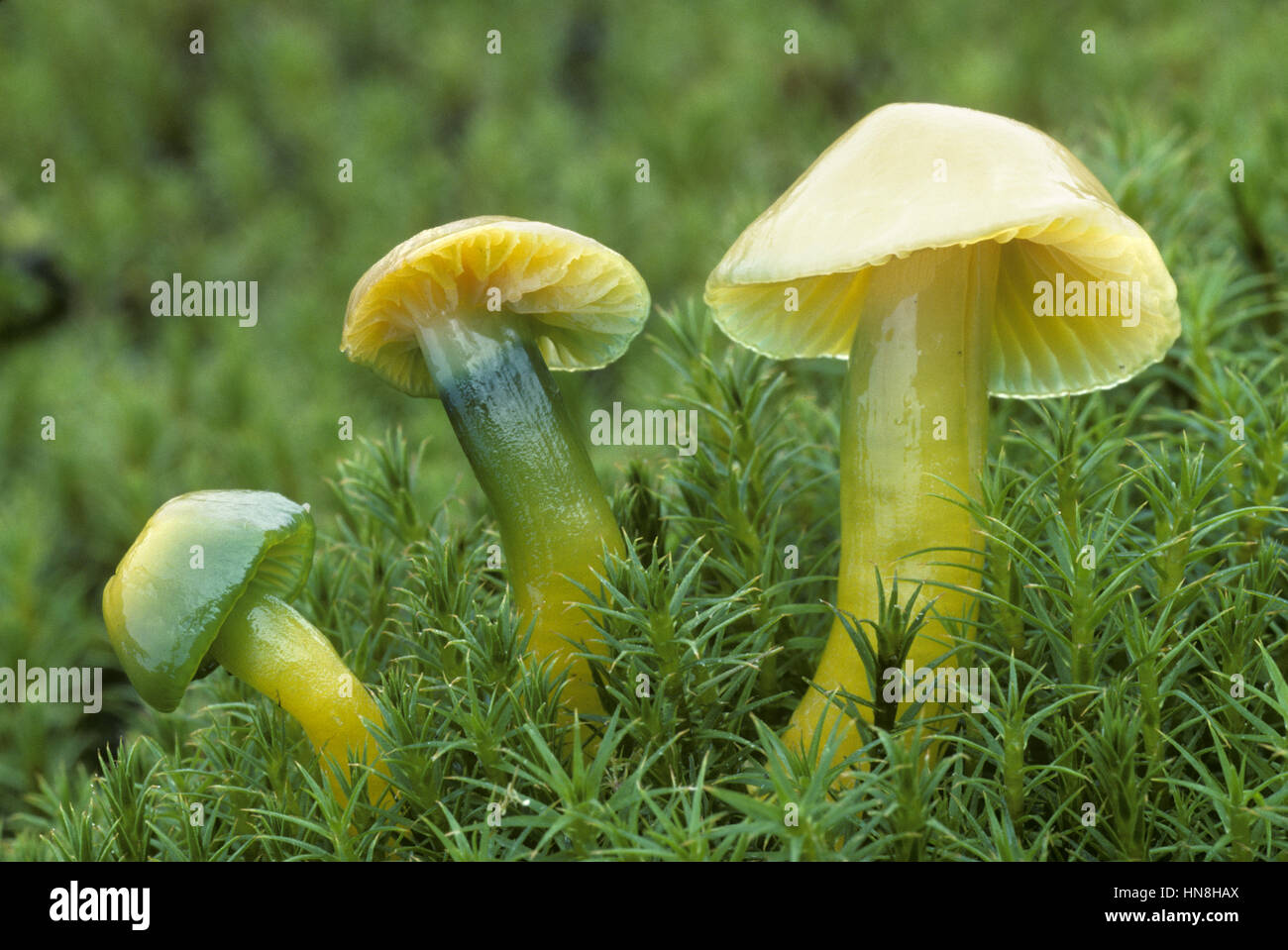 Papagei-Waxcap - Hygrocybe psittacina Stockfoto