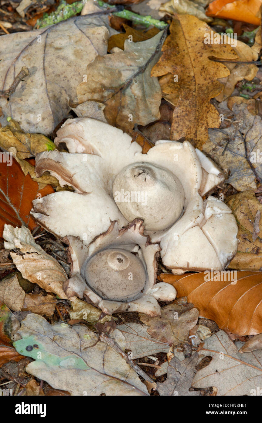 Mit Kragen Earthstar - Geastrum triplex Stockfoto