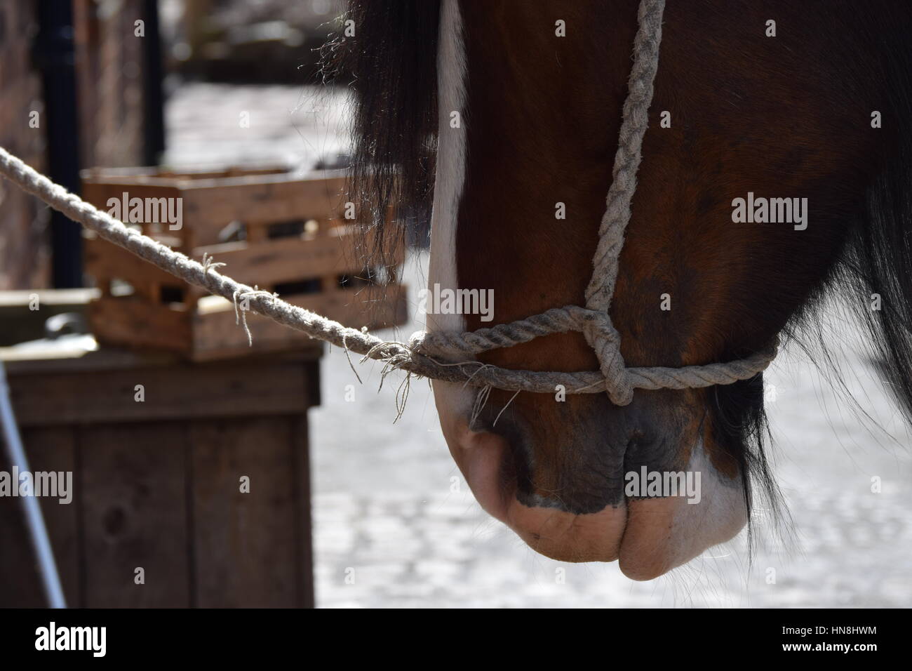 Pferde im Mund Nahaufnahme, viktorianischen Hügelstadt Blist Ironbridge Stockfoto