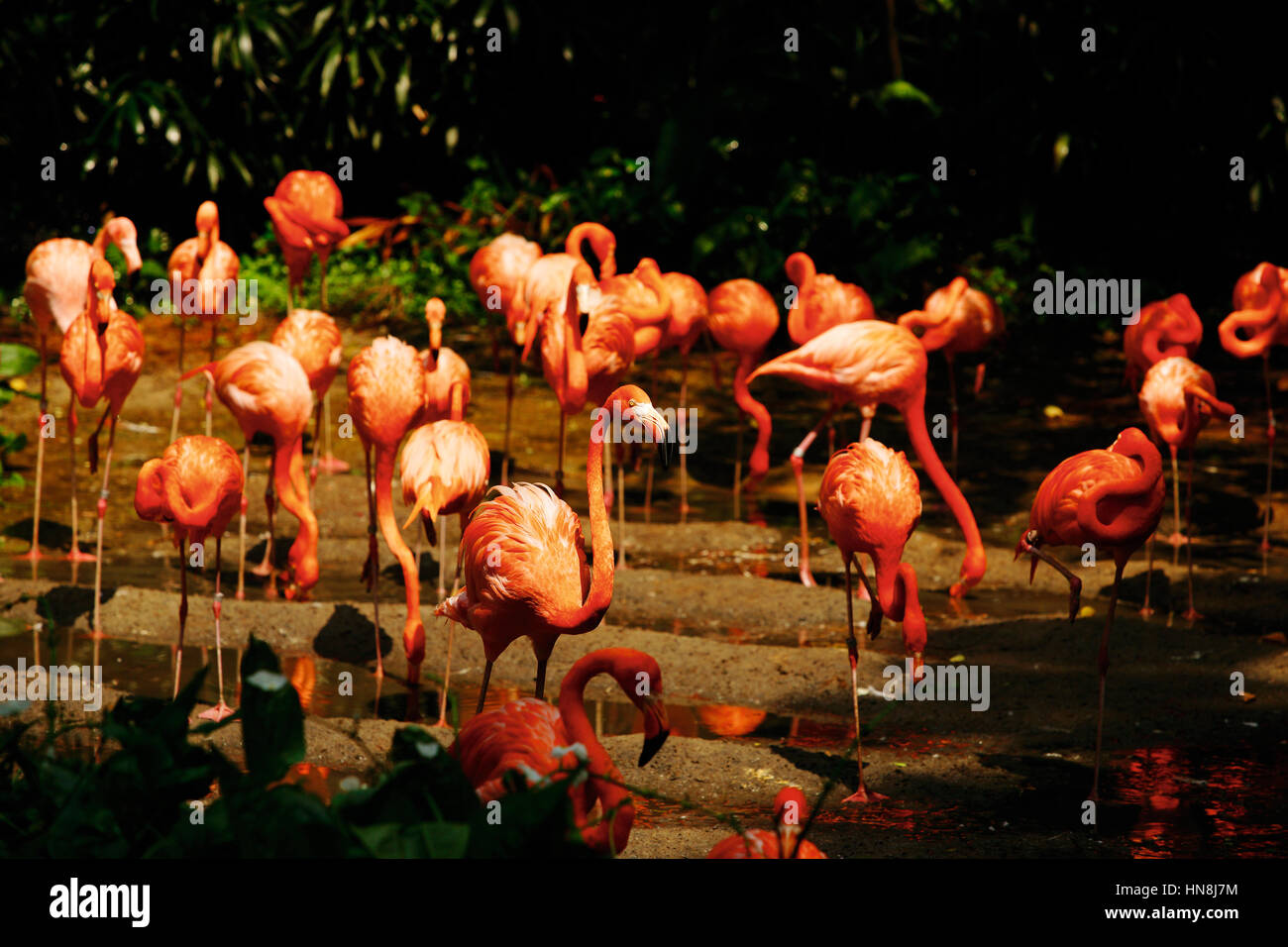 Gruppe von rosa Flamengos Trinkwasser. Stockfoto
