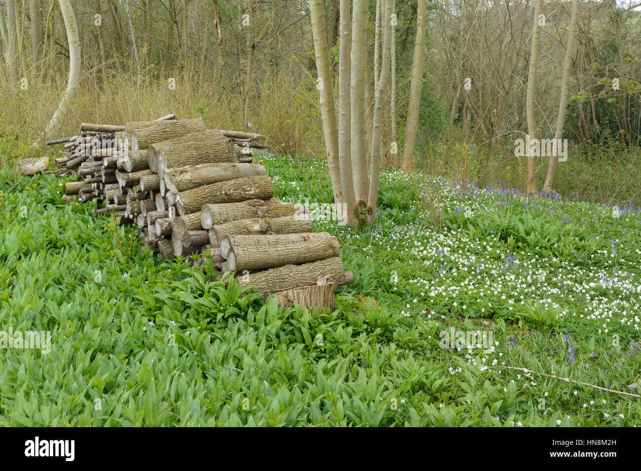 Anmelden Stapel unter Gemeinsamen Bluebell (Hyacinthoides non-scripta) und Buschwindröschen (Anemone officinalis), wächst im Hazel Niederwald Waldland, West Yorkshire, E Stockfoto
