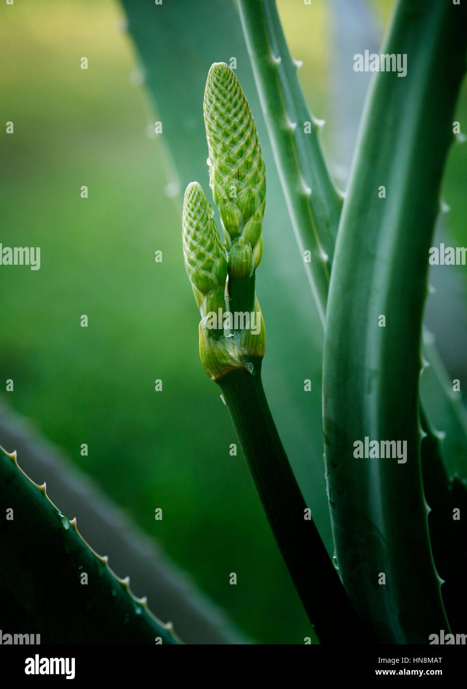 aloe vera tropical Aloe Vera Blueberry Drink main image 0