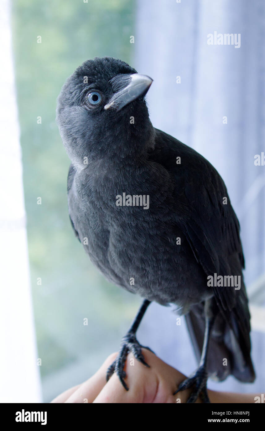 handgefertigte Vogel Dohle hautnah, keine Angst vor Menschen Stockfoto