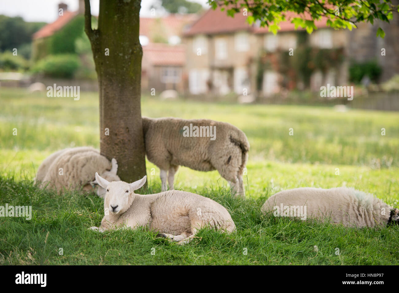 Großbritannien, England, Yorkshire - Schaf liegend friedlich unter einem schattigen Baum auf einem Milchviehbetrieb in Goathland Stockfoto