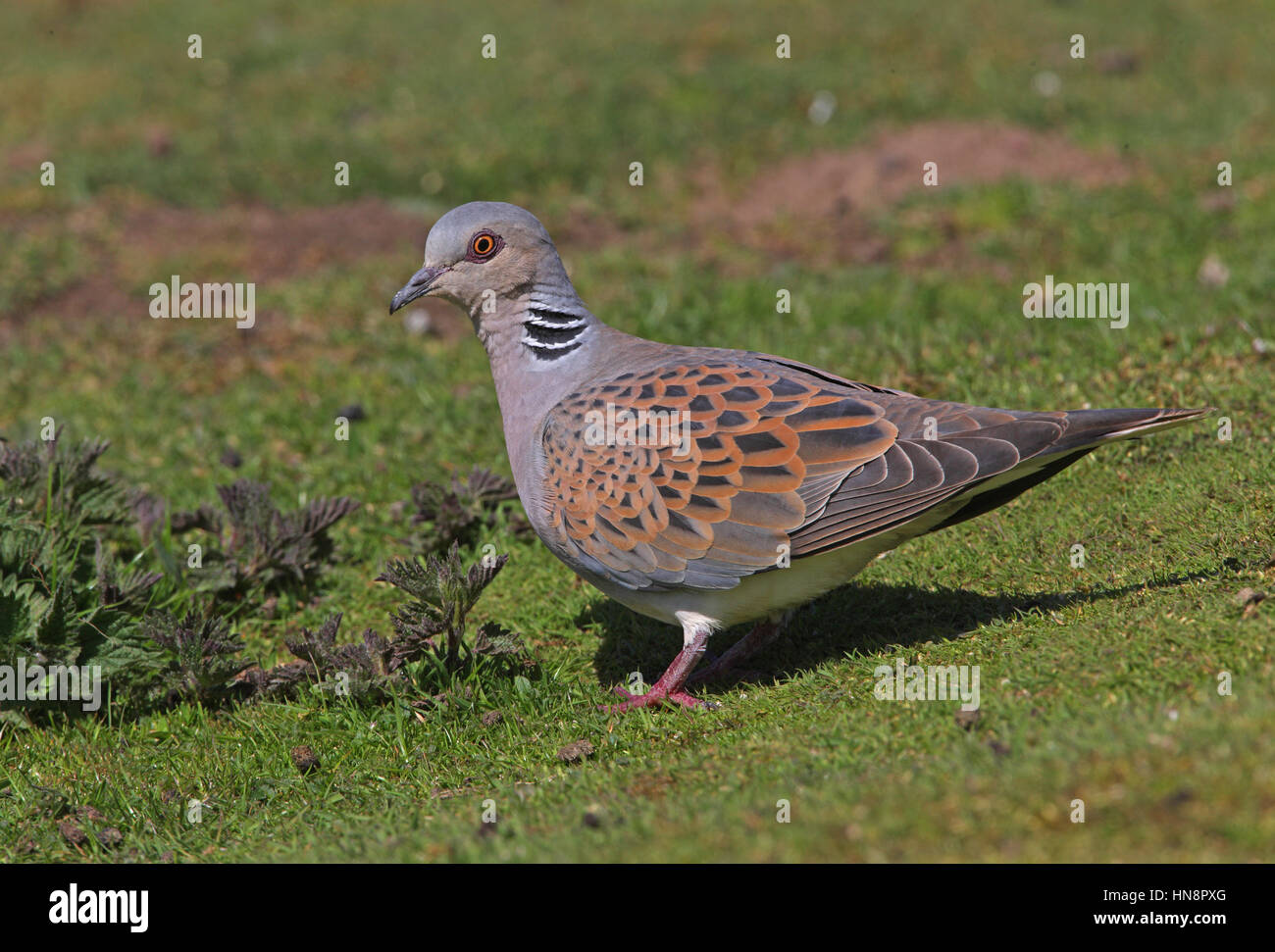 Eurasische Turteltaube (Streptopelia Turtur) Erwachsenen stehen auf kurzen Rasen durch Brennesseln Eccles-on-Sea, Norfolk, April Stockfoto