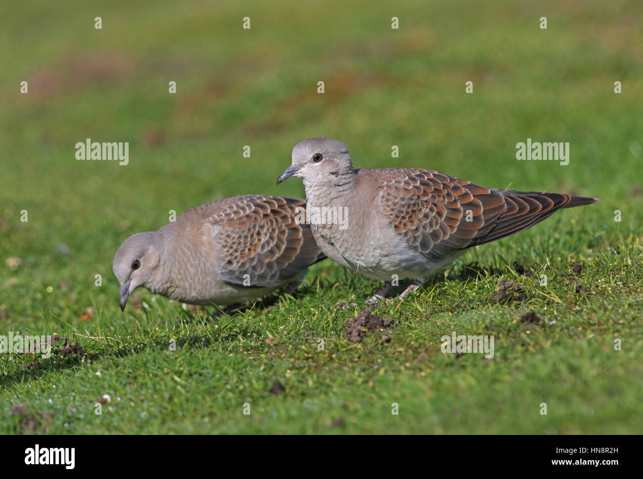 Eurasische Turteltaube (Streptopelia Turtur) zwei Jugendliche, die Fütterung auf Erden Eccles-on-Sea, Norfolk, September Stockfoto