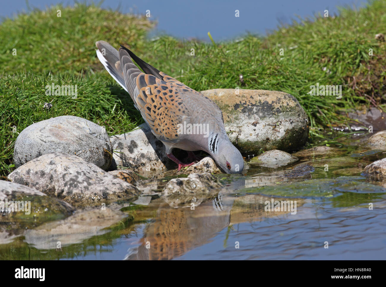 Eurasische Turteltaube (Streptopelia Turtur) Erwachsenen Trinken aus Teich Eccles-on-Sea, Norfolk, Mai Stockfoto