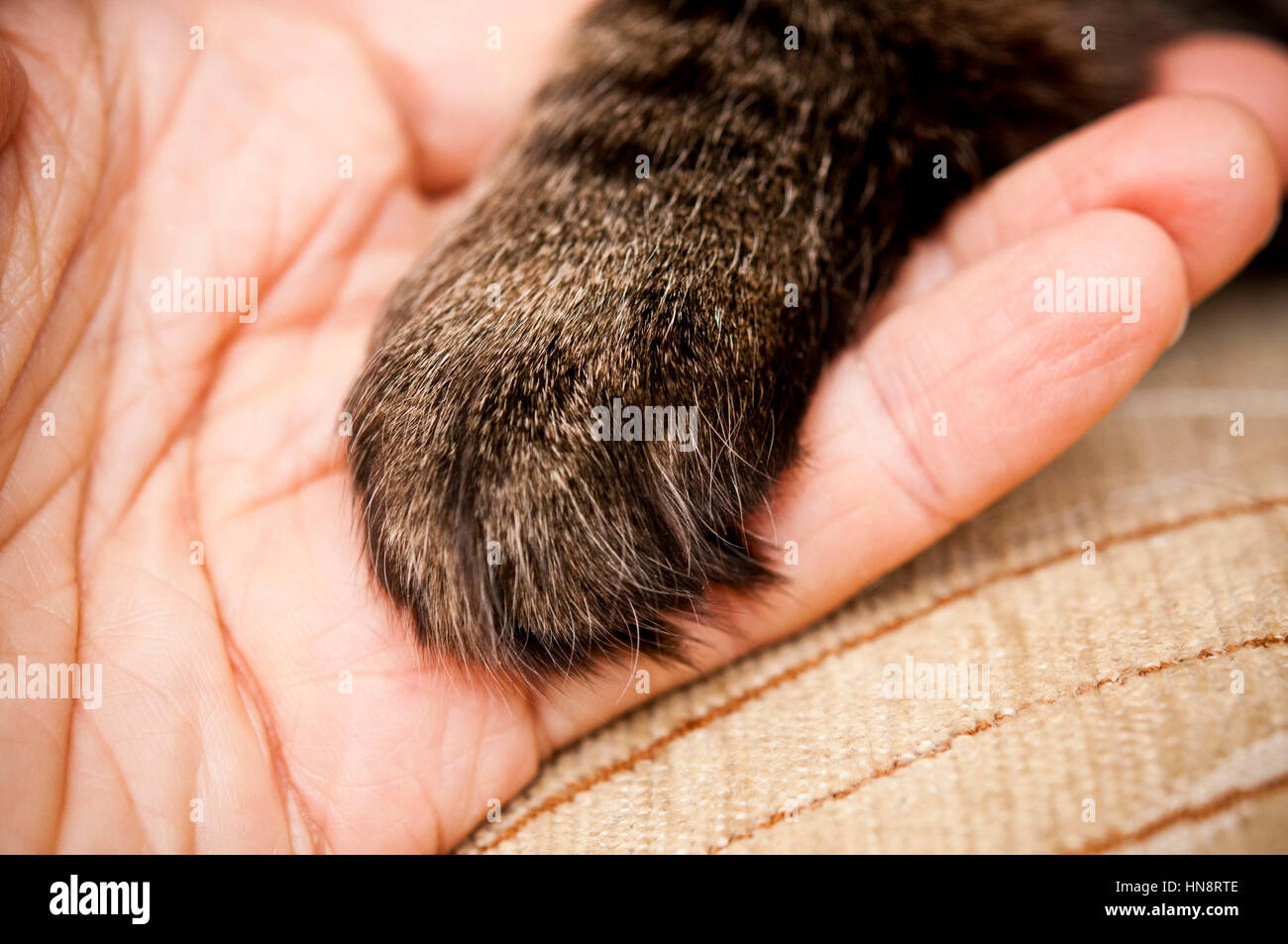 männliche Hand, die eine Katze Tatze Stockfoto
