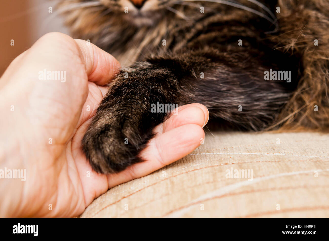 männliche Hand, die eine Katze Tatze Stockfoto