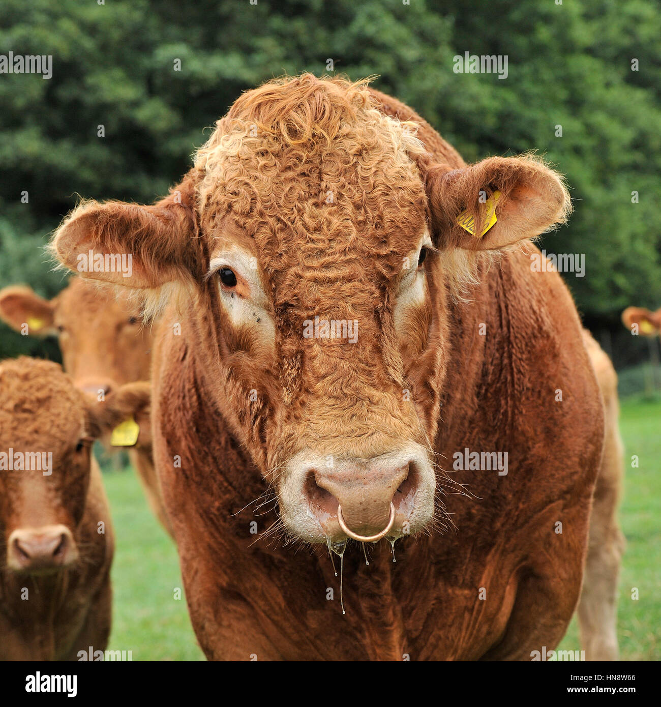 Stammbaum South Devon Rinder Stockfoto