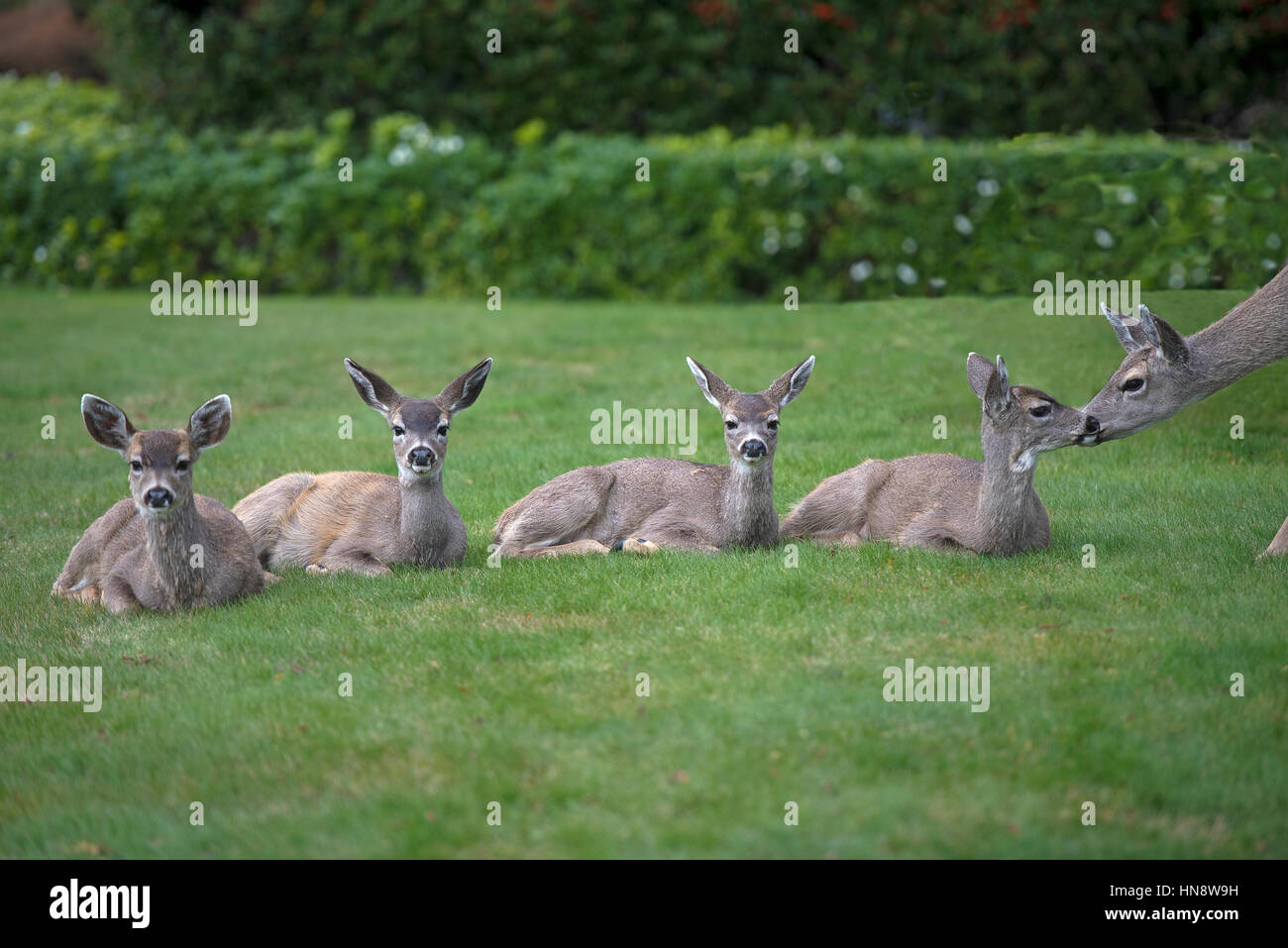 Familie Schwarz Tailed Deer überprüft, die von ihrer Mutter, in Parksville, auf Vancouiiver Insel. Britisch-Kolumbien. Kanada. Stockfoto