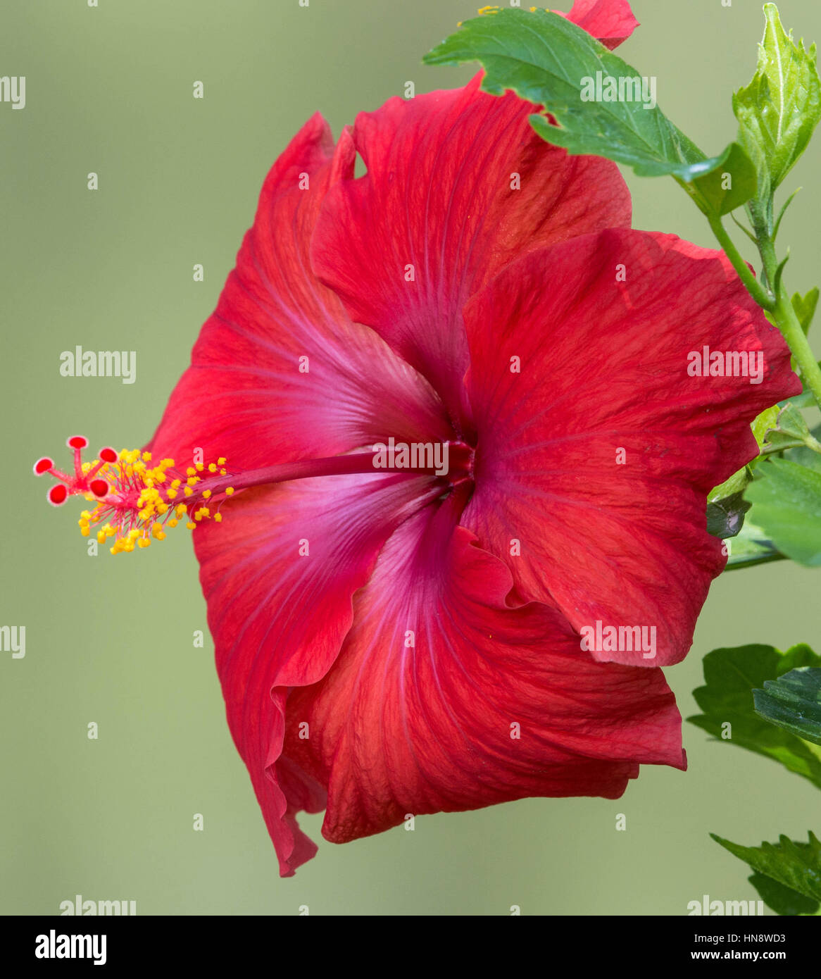 Roter Hibiscus Stockfoto