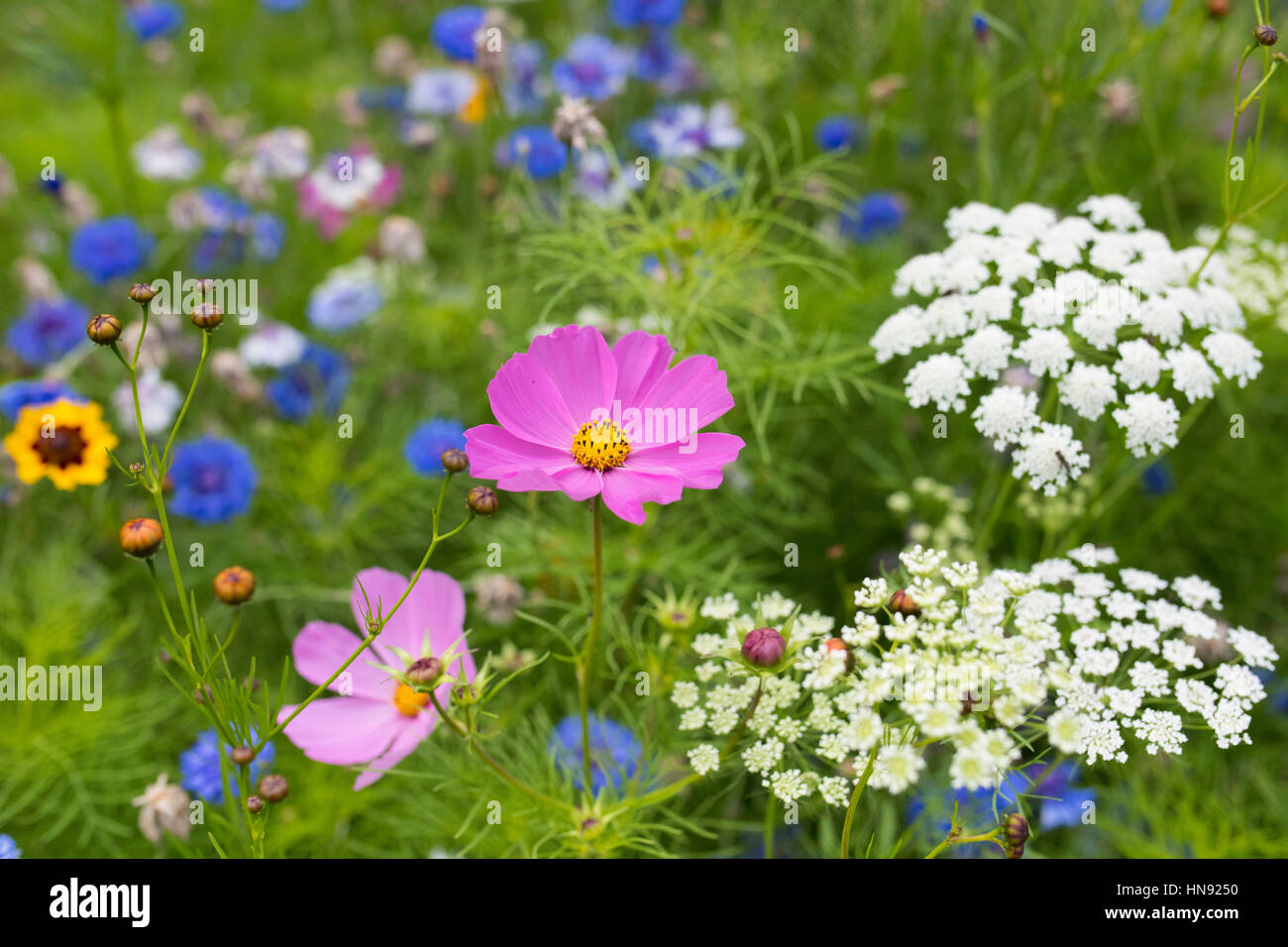 Natürlichen Wildblumen auf dem Display. Stockfoto