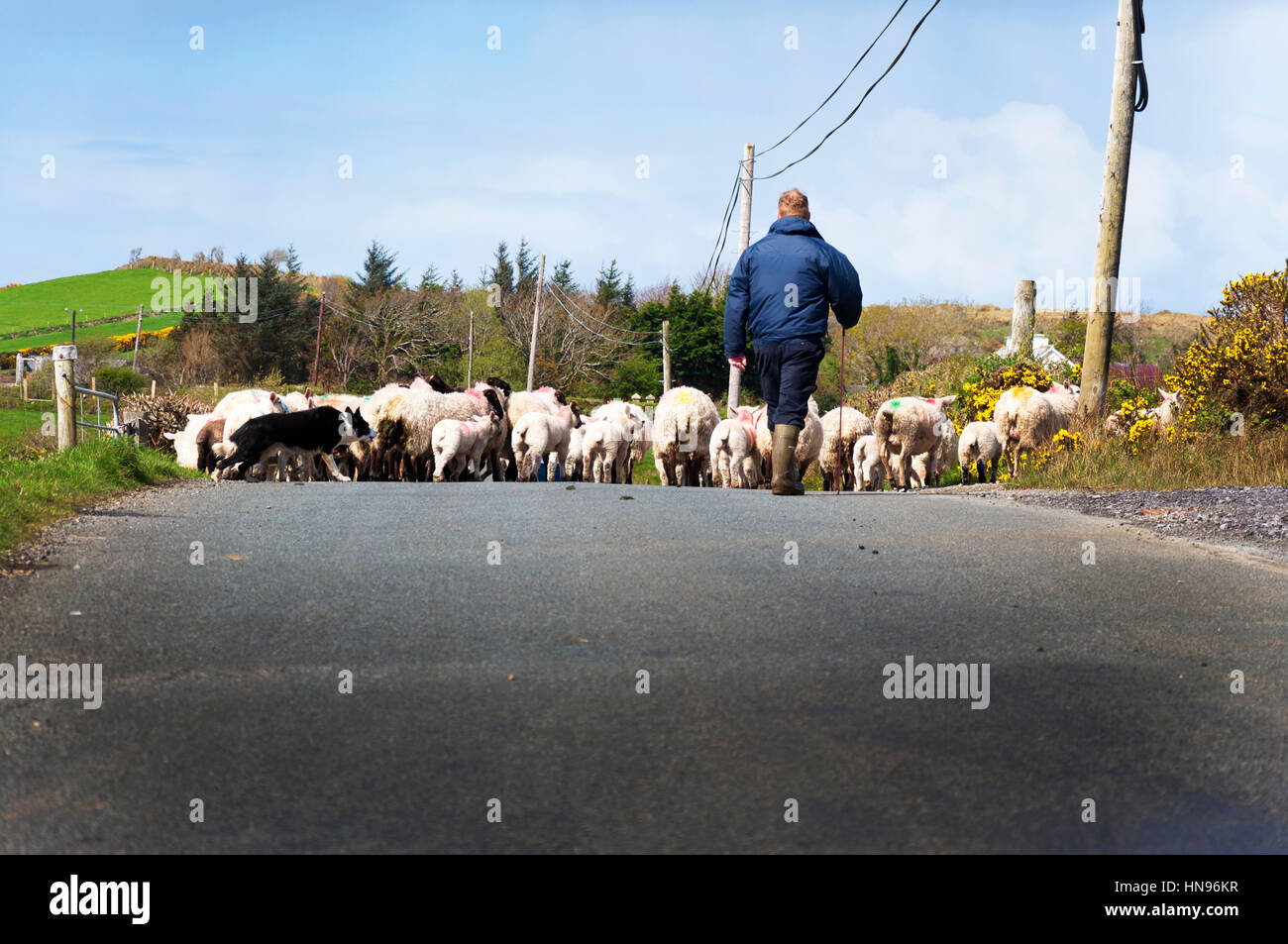 Schafzüchter mit Herde unterwegs in County Donegal, Irland Stockfoto