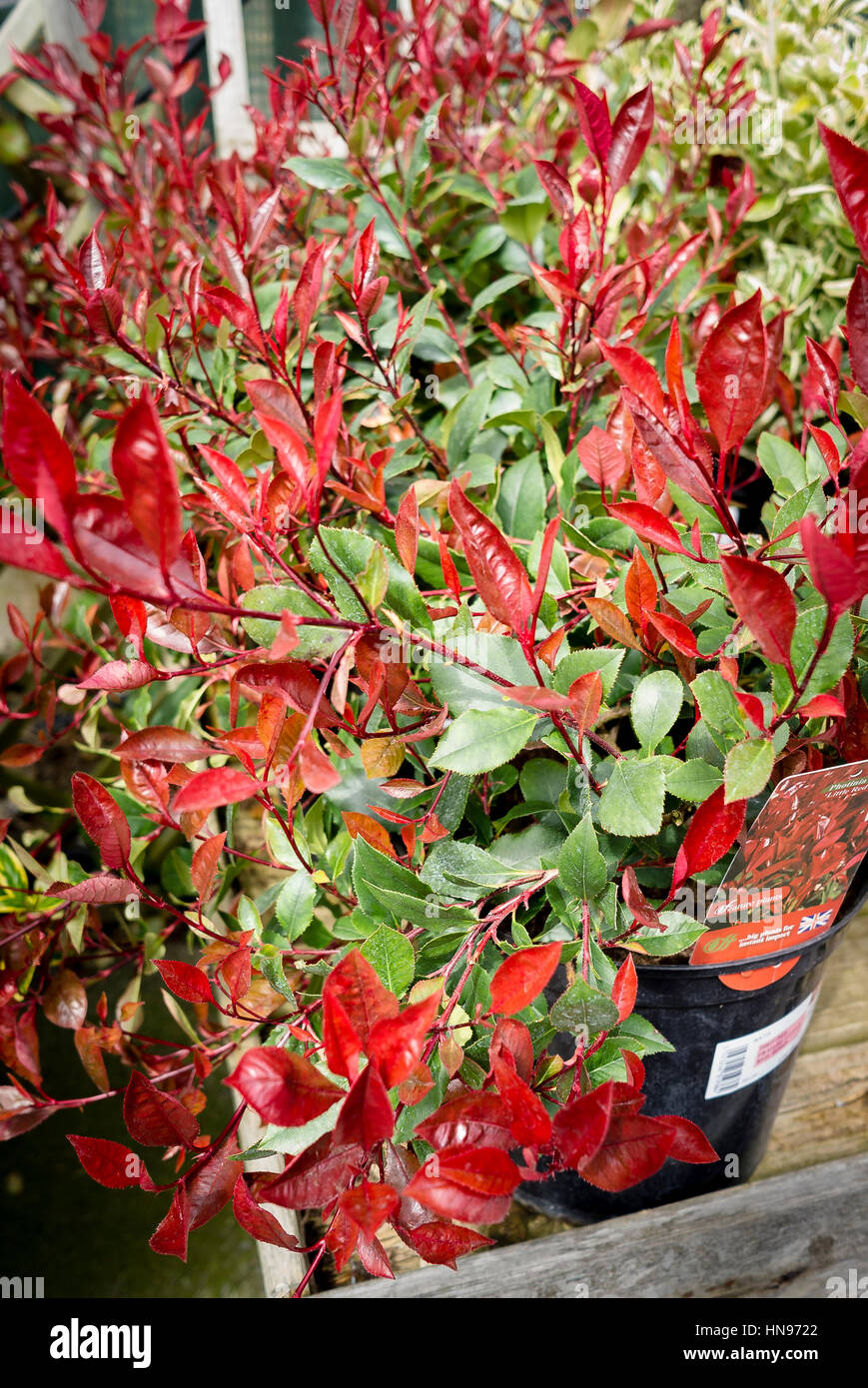 Photinia X fraseri zentriert Little Red Robin in einem 7,5 L Topf in einen Garten zu verkaufen Stockfoto