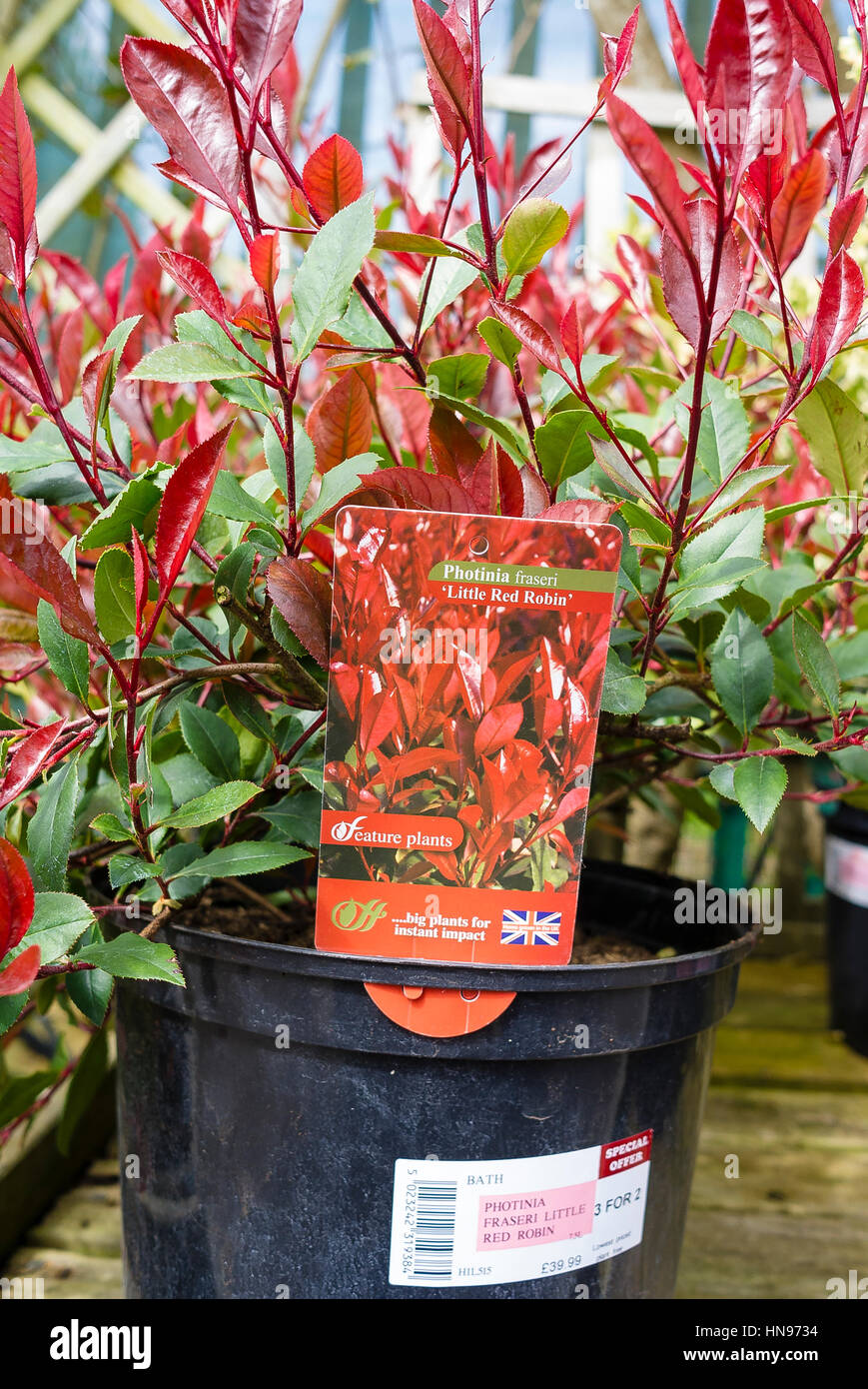 Photinia X fraseri Little Red Robin in einem 7,5 L Topf in ein Gartencenter zu verkaufen Stockfoto
