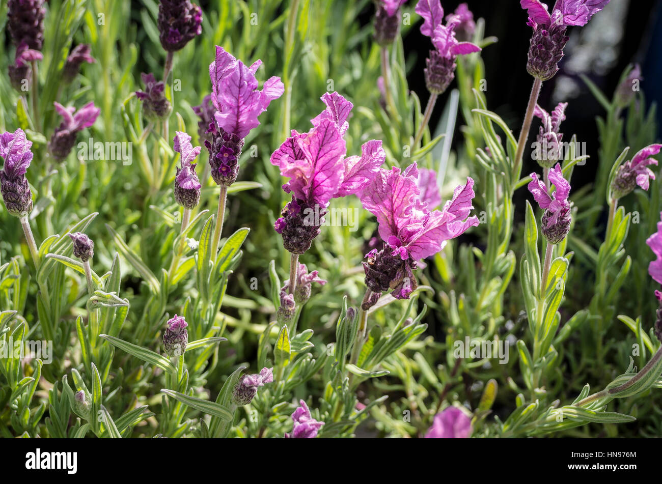 Französischer Lavendel "Springbreak Prinzessin" Stockfoto