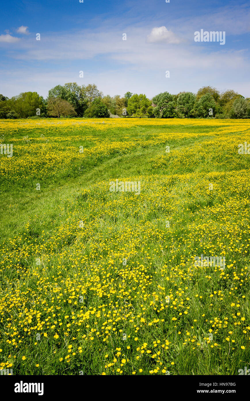 Eine Butterblume gefüllten Wiese in Wiltshire im Frühling UK Stockfoto