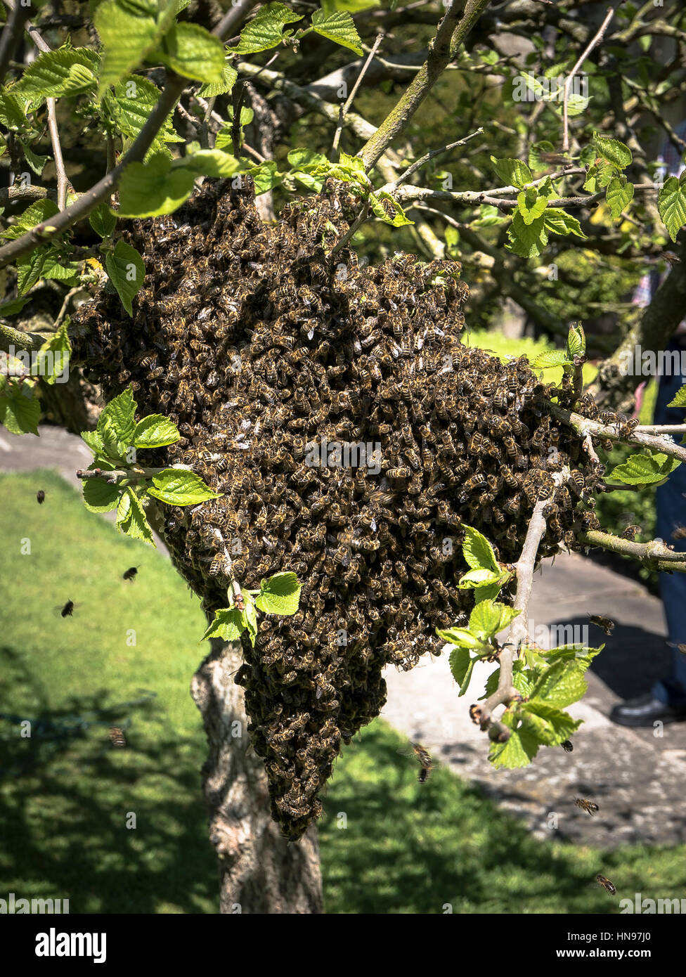 Bienen schwärmen sich vorübergehend auf, während "Pfadfinder" nach einem besseren festen Wohnsitz in einem englischen Garten suchen Stockfoto