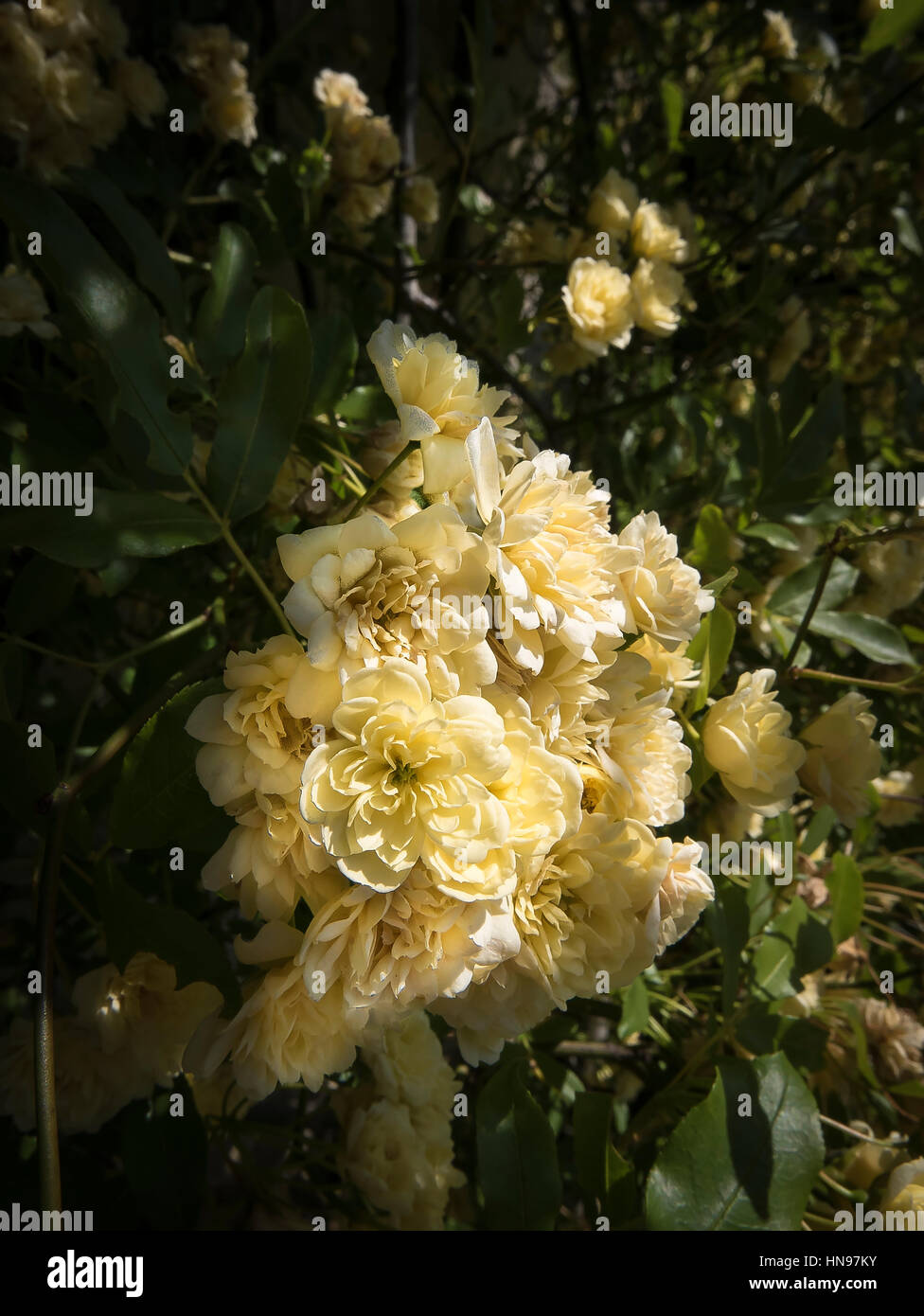 Rosa Banksiae blühen im Frühling in Großbritannien Stockfoto