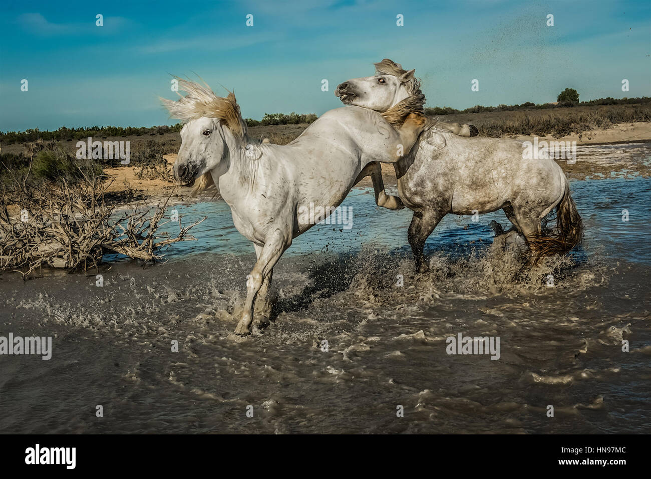 Pferd-Kick Stockfoto