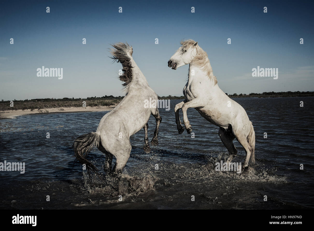 Pferd-Kampf Stockfoto