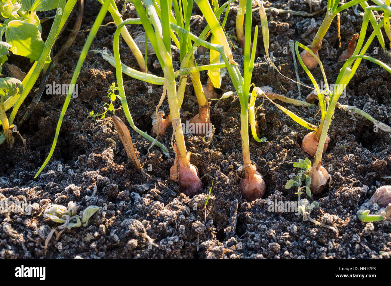 Zwiebel setzt wächst in einem temporären Ort im Frühwinter Stockfoto