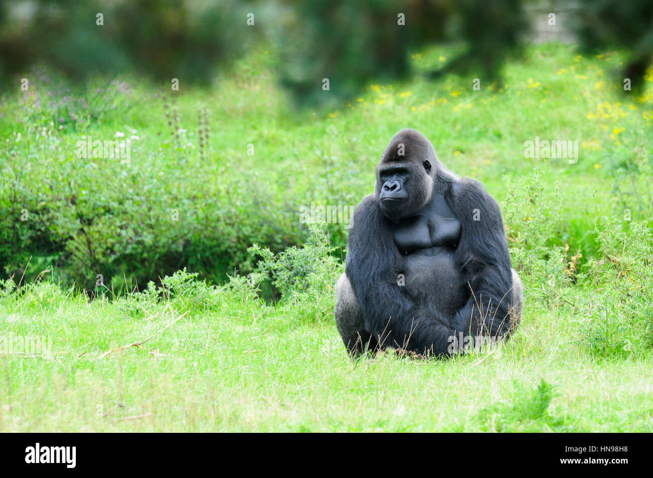 Gorilla sitzt ruhig auf dem Rasen und sieht düster Stockfoto