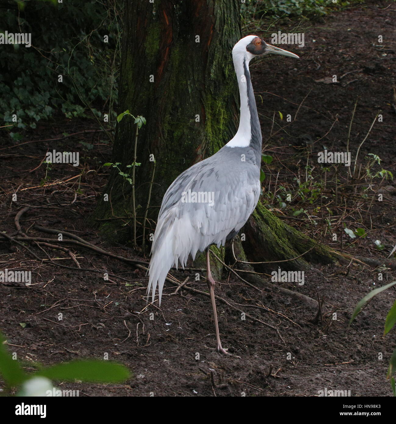 Asiatische White Himalaja-Kranich (Grus Vipio) Stockfoto