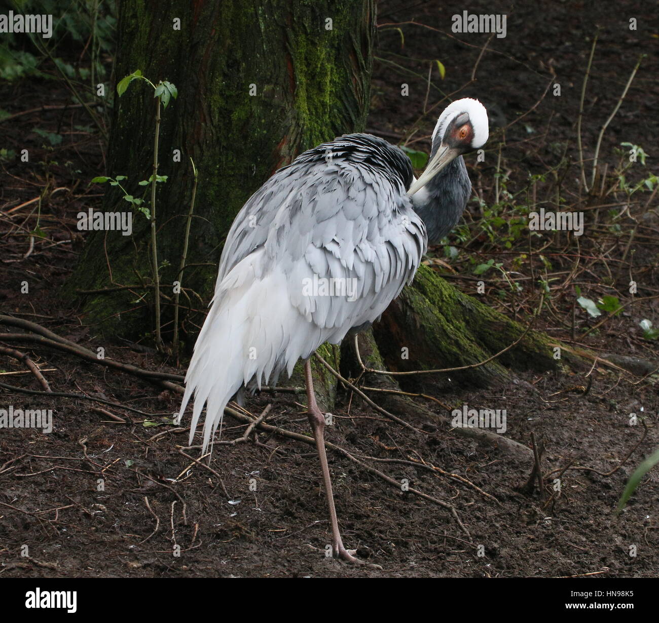Asiatische White Himalaja-Kranich (Grus Vipio), Federn putzen Stockfoto