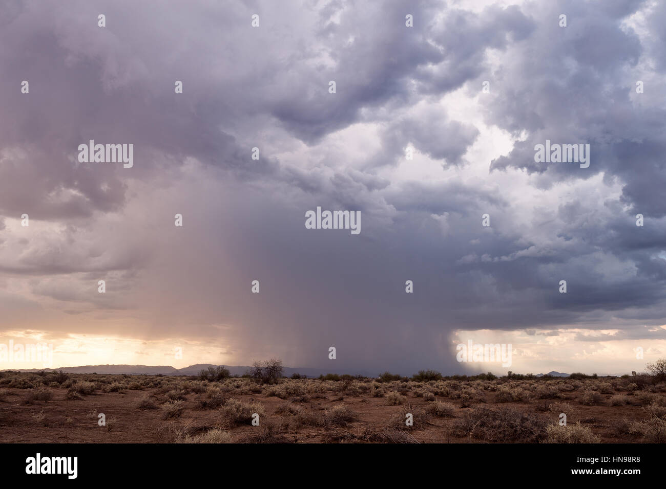 Starkregen von einem Monsun Gewitter in Phoenix, Arizona Stockfoto