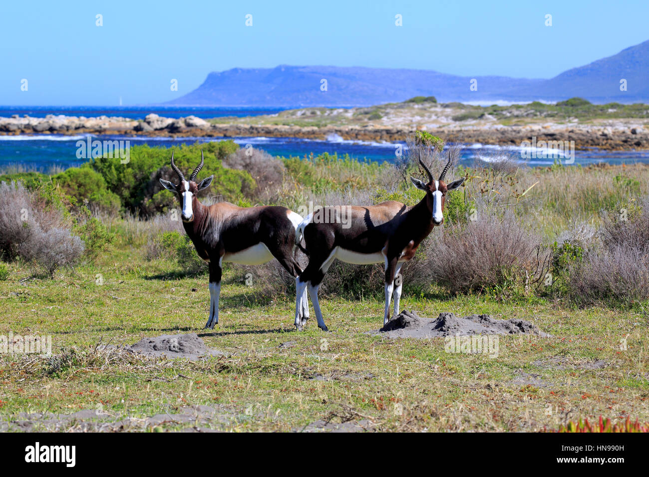 Bontebok, (Damaliscus Dorcas Dorcas), Erwachsene Paare, Kap der guten Hoffnung, Table Mountain Nationalpark, Western Cape, Südafrika, Afrika Stockfoto