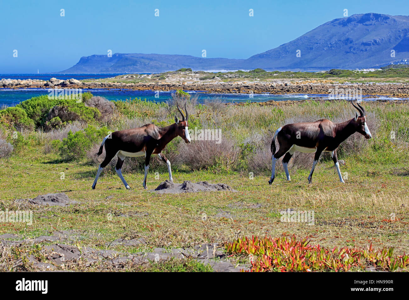 Bontebok, (Damaliscus Dorcas Dorcas), Erwachsene Paare, Kap der guten Hoffnung, Table Mountain Nationalpark, Western Cape, Südafrika, Afrika Stockfoto