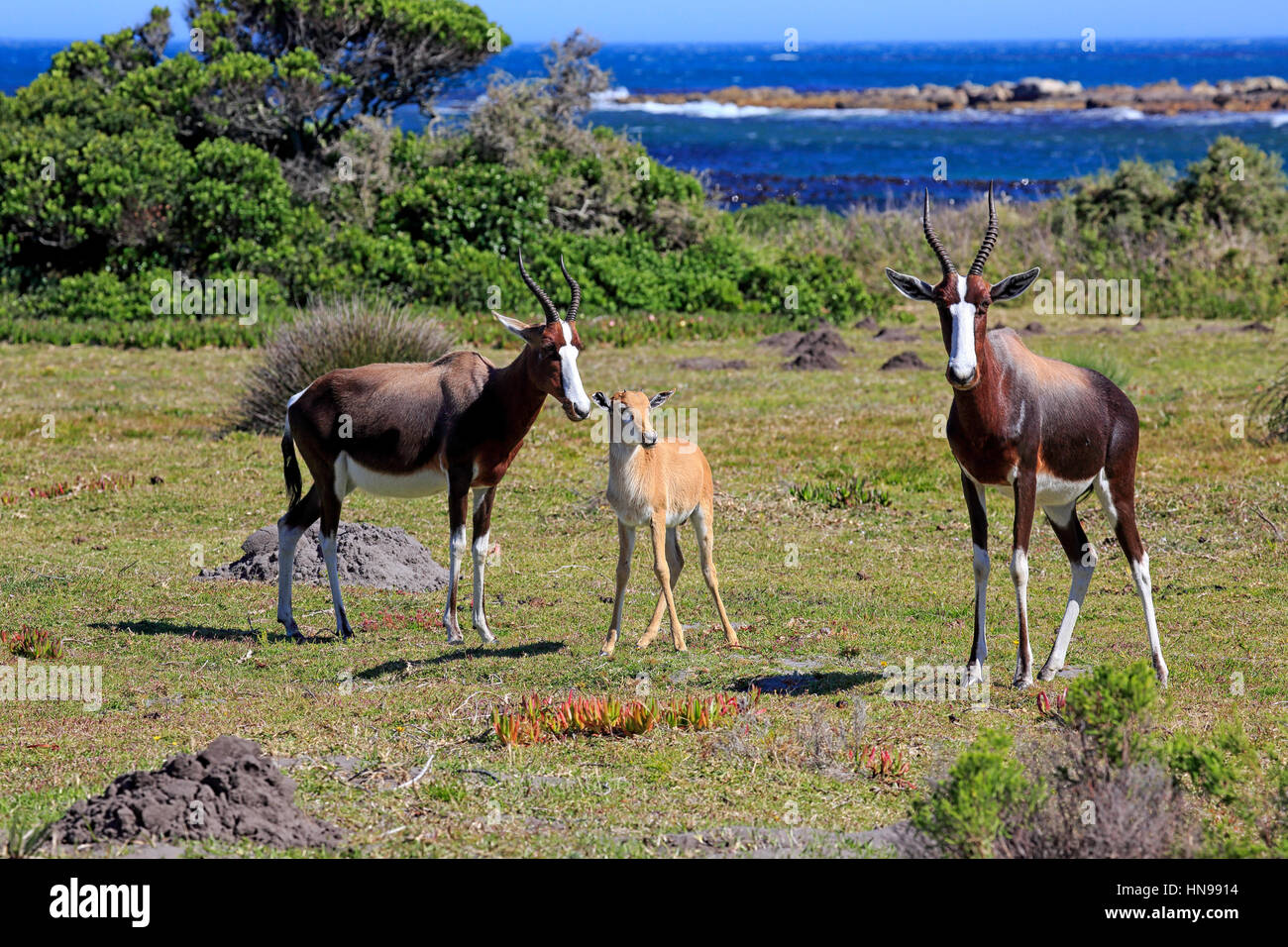 Bontebok, (Damaliscus Dorcas Dorcas), Familie mit jungen, Kap der guten Hoffnung, Table Mountain Nationalpark, Western Cape, Südafrika, Afrika Stockfoto